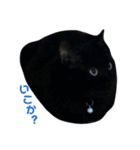 青い目の黒猫タイソン（個別スタンプ：35）