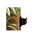 青い目の黒猫タイソン（個別スタンプ：36）