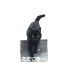 青い目の黒猫タイソン（個別スタンプ：38）