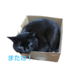 青い目の黒猫タイソン（個別スタンプ：40）