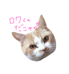 ゆあたんのスタンピ（個別スタンプ：12）