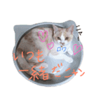 ゆあたんのスタンピ（個別スタンプ：15）