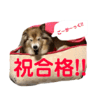 癒し犬はむおの日常 ②（個別スタンプ：1）