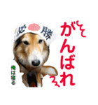 癒し犬はむおの日常 ②（個別スタンプ：2）