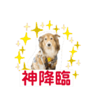 癒し犬はむおの日常 ②（個別スタンプ：3）