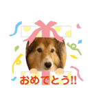 癒し犬はむおの日常 ②（個別スタンプ：4）