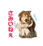 癒し犬はむおの日常 ②（個別スタンプ：5）