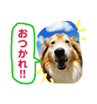 癒し犬はむおの日常 ②（個別スタンプ：6）
