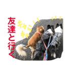 癒し犬はむおの日常 ②（個別スタンプ：7）