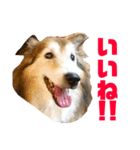 癒し犬はむおの日常 ②（個別スタンプ：8）
