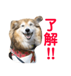癒し犬はむおの日常 ②（個別スタンプ：9）