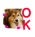 癒し犬はむおの日常 ②（個別スタンプ：10）