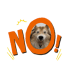 癒し犬はむおの日常 ②（個別スタンプ：12）