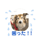 癒し犬はむおの日常 ②（個別スタンプ：13）