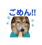 癒し犬はむおの日常 ②（個別スタンプ：14）