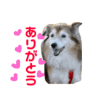 癒し犬はむおの日常 ②（個別スタンプ：15）
