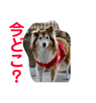 癒し犬はむおの日常 ②（個別スタンプ：16）