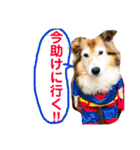 癒し犬はむおの日常 ②（個別スタンプ：17）