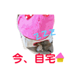 癒し犬はむおの日常 ②（個別スタンプ：18）