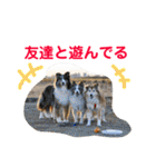 癒し犬はむおの日常 ②（個別スタンプ：19）