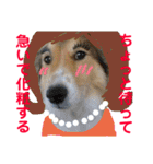 癒し犬はむおの日常 ②（個別スタンプ：20）