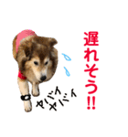 癒し犬はむおの日常 ②（個別スタンプ：21）