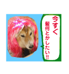 癒し犬はむおの日常 ②（個別スタンプ：22）