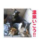 癒し犬はむおの日常 ②（個別スタンプ：23）