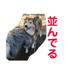 癒し犬はむおの日常 ②（個別スタンプ：24）