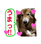 癒し犬はむおの日常 ②（個別スタンプ：25）