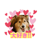 癒し犬はむおの日常 ②（個別スタンプ：26）