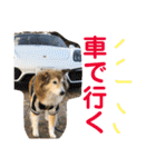 癒し犬はむおの日常 ②（個別スタンプ：27）