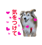 癒し犬はむおの日常 ②（個別スタンプ：28）