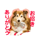 癒し犬はむおの日常 ②（個別スタンプ：29）