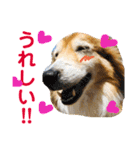 癒し犬はむおの日常 ②（個別スタンプ：30）