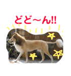 癒し犬はむおの日常 ②（個別スタンプ：31）