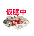 癒し犬はむおの日常 ②（個別スタンプ：32）