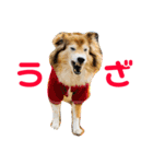 癒し犬はむおの日常 ②（個別スタンプ：33）