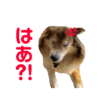 癒し犬はむおの日常 ②（個別スタンプ：34）