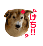 癒し犬はむおの日常 ②（個別スタンプ：35）