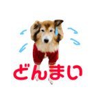 癒し犬はむおの日常 ②（個別スタンプ：36）