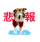 癒し犬はむおの日常 ②（個別スタンプ：37）