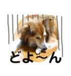 癒し犬はむおの日常 ②（個別スタンプ：38）