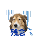 癒し犬はむおの日常 ②（個別スタンプ：39）
