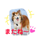 癒し犬はむおの日常 ②（個別スタンプ：40）