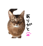 人間みたいにゃ猫たち。（個別スタンプ：1）