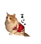 人間みたいにゃ猫たち。（個別スタンプ：2）