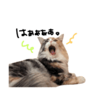 人間みたいにゃ猫たち。（個別スタンプ：3）