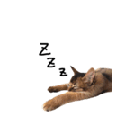人間みたいにゃ猫たち。（個別スタンプ：4）