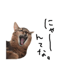 人間みたいにゃ猫たち。（個別スタンプ：5）